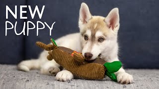 The First Days of Puppy Olive In a New Home Cute Husky Puppy [upl. by Venice108]