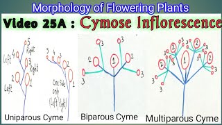 CYMOSE INFLORESCENCE amp ITS TYPES  Definite Inflorescence types  Types of Cymose Inflorescence [upl. by Animas]