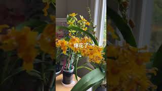 oncidium flowers exploded [upl. by Aidaas708]