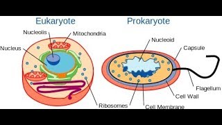 Microbiology of Eukaryotes Fungi Part I [upl. by Held714]