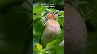 Singing Chaffinch is a symbol of good luck shorts [upl. by Lodge]