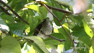 Brush cuckoo Cacomantis variolosus juvenile [upl. by Faustena]