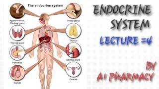 ENDOCRINE SYSTEM LECTURE 4 [upl. by Azal]