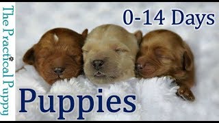 Newborn Puppies Birth to 2 Weeks [upl. by Atin]