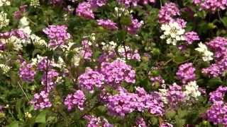 Lantana montevidensis add color to your landscape [upl. by Berna]