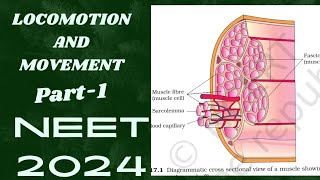 Locomotion and Movement class 11  NCERT Part1  All line of ncert covered in easy language [upl. by Eceinert213]