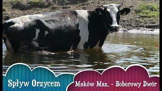 Rzeka Orzyc  Spływ Kajakiem Maków Mazowiecki  Bobrowy Dwór 2020 [upl. by Erodeht445]