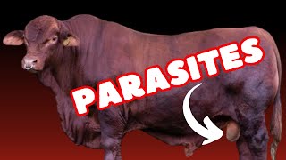 How to Control Parasites in Feedlot Cattle [upl. by Eva]