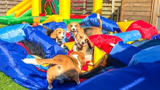 Beagle Puppies Surprised with BOUNCE HOUSE PARTY [upl. by Manson69]