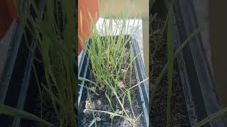 Wheat grass microgreens மாடித்தோட்டம் microgreens terracegarden maadithottam gardening [upl. by Winslow]