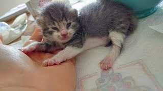 Newborn Kitten Purring Trying to Walk 10 days old [upl. by Rafaela]