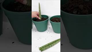 Sansevieria Cylindrical Soil Propagation with Babies After 240 Days [upl. by Aicitel501]