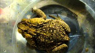 CANE TOAD big and poisonous BUFO [upl. by Notlef157]