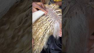 Bora Braids Tutorial boraborabraids borabraids borabraidstutorial blondebraids bohobraids [upl. by Daigle]