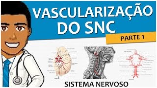 Sistema Nervoso 11 – Vascularização SNC P1 Circulação Arterial Anterior e Posterior  Vídeoaula [upl. by Jacobs699]