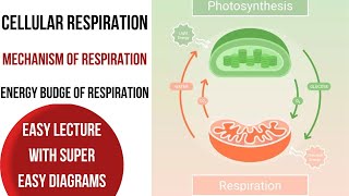 Cellular respiration in detail with easy diagramsMechanism amp Energy budge of Respiration [upl. by Armyn]