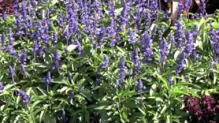 Victoria Blue Salvia From Seed  Veseys [upl. by Lorita]