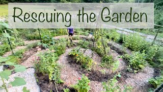 The Flowers Have Overtaken Our Food  Fruits of our Labor and a Dramatic Turkey Story  VLOG ​⁠ [upl. by Hairabez]