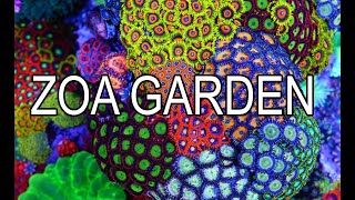 How To Build A Zoanthid Garden [upl. by Ardna]