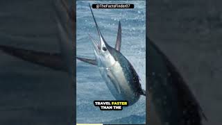 The speed of the sailfish🐟 youtubeshorts shorts subscribe facts animals [upl. by Idnym722]