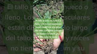 MONOCOTILEDONEAS Y DICOTILEDONEAS agriculture biologia viralvideo [upl. by Jollanta427]