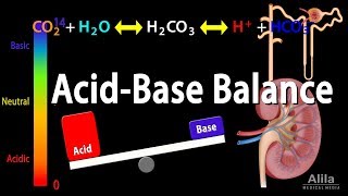 Acid Base Balance Animation [upl. by Anelak]