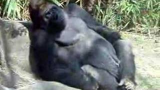 Gorilla In Bronx Zoo [upl. by Indnahc]