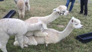 Alpacas mating [upl. by Aiet]