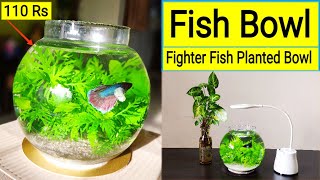 Fish Bowl  Betta fish Bowl Setup  Planted fish Bowl  Betta fish Tank  Fighter fish in Bowl 🐠 [upl. by Nodnnarb780]