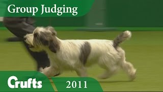 Petit Basset Griffon Vendeen wins Hound Judging at Crufts 2011  Crufts Dog Show [upl. by Ion914]