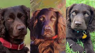 Boykin spaniel  Funny and Cute dog video compilation in 2022 [upl. by Phalan894]