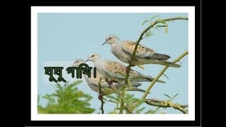 Bangladeshi Gugu Pakhi।। ঘুঘু পাখি পালন।।Amardesh [upl. by Aihsad]