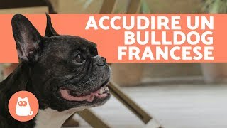 Accudire un BULLDOG FRANCESE [upl. by Nemra800]