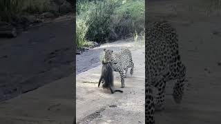 Baboons chase down a leopard that caught their friend 😮 [upl. by Zerla691]