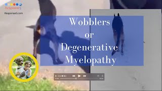 Wobblers Syndrome or Degenerative Myelopathy in Dogs Ataxia Symptoms and Treatment [upl. by Aleit]