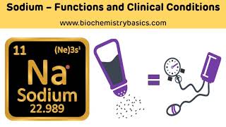 Sodium  Functions and Clinical Conditions  Hypernatremia and Hyponatremia  Sodium [upl. by Valley]