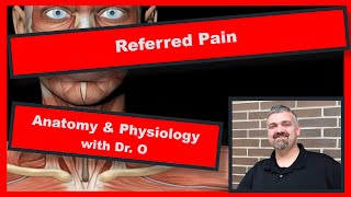 Referred Pain Anatomy and Physiology [upl. by Matheny53]