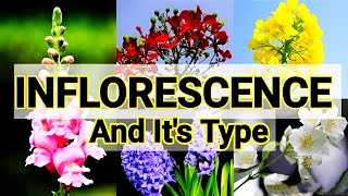 Types of Inflorescence  Racemose Inflorescence  Cymose Inflorescence  biology class 11 [upl. by Aivlys]