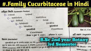 Family Cucurbitaceae in Hindi  BSc Second year Botany third Semester [upl. by Lenzi]