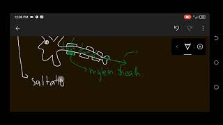 SALTATORY CONDUCTION MYELINATED NEURON  LECTURE 13  CLASS 12 [upl. by Cary]