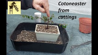 Cotoneaster fusion bonsai from cuttings [upl. by Reimer]