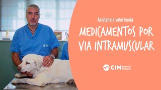 Administración de medicamentos por vía intramuscular a animales  CIM Formación [upl. by Omsoc220]