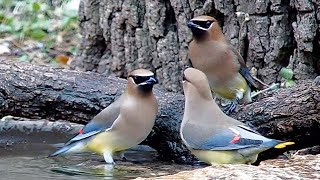 Cedar waxwings at the water bowl [upl. by Dave496]