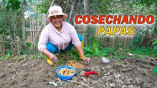 Cosechando papa chaucha en mi huerto [upl. by Gorrian8]