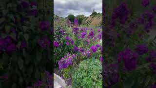 Feel yourself happy watching this beautyCrathes CastleAberdeenshire Scotland UK [upl. by Nenerb440]