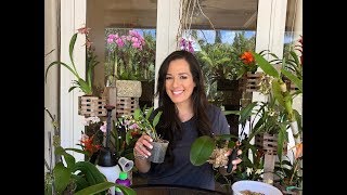 How to Mount Phalaenopsis Orchids on Trees Orchid Care Orchid Diva [upl. by Aixela]