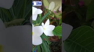 plumeria Flower ytshorts shortsfeed plumeria viral plants howtogrow [upl. by Marko]