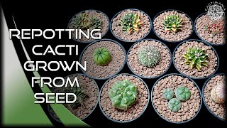 Repotting Seed Grown Cacti  Cactus amp Succulent Collection [upl. by Goles544]