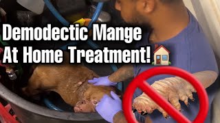 Demodex mites on dogs demodectic mange treatment [upl. by Nauqit]