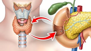 The Vital GallbladderThyroid Connection [upl. by Diogenes]